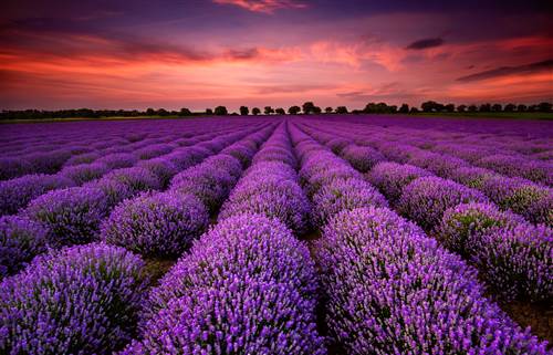 Lavendel