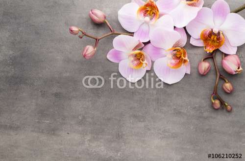Fototapete Orchidee, Motiv: 106210252