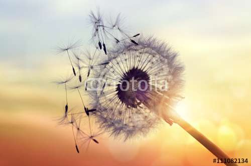 Fototapete Pusteblume, Motiv: 111082134