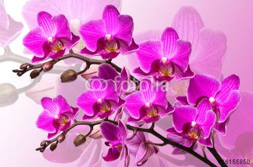 Fototapete Orchideen, Motiv: 16155850