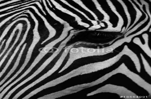 Fototapete Zebra, Motiv: 18554991