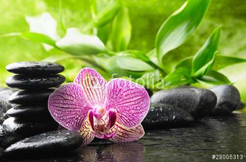 Fototapete Orchideen, Motiv: 28005313