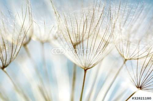 Fototapete Pusteblume, Motiv: 32821180