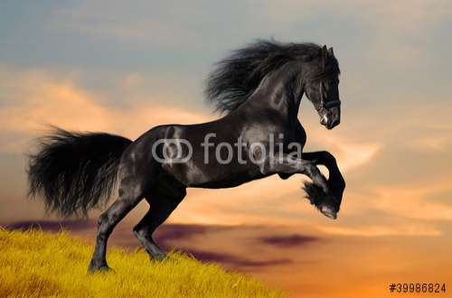 Fototapete Pferd, Motiv: 39986824
