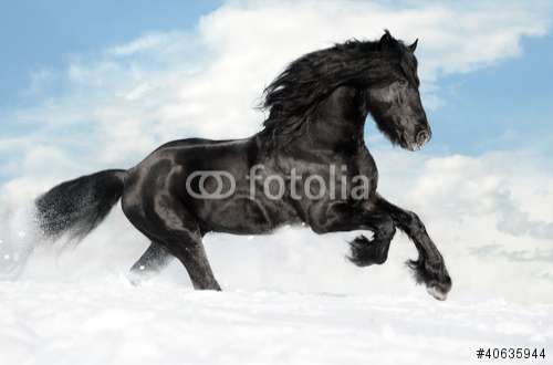 Fototapete Pferd, Motiv: 40635944
