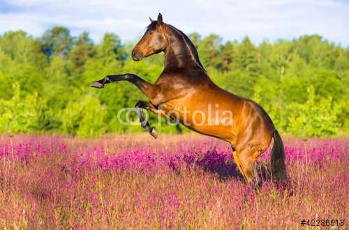 Fototapete Pferd, Motiv: 42236518