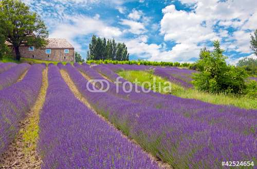 Fototapete Lavendel, Motiv: 42524654
