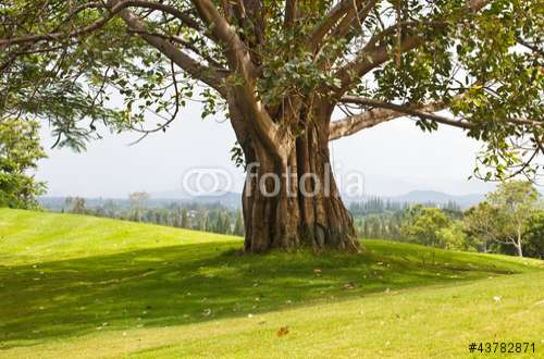 Fototapete Baum, Motiv: 43782871