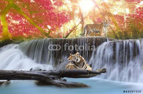 Fototapete Tiger, Motiv: 44581325