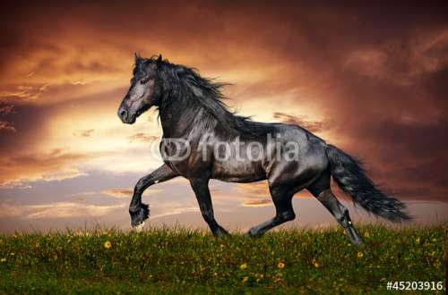 Fototapete Pferd, Motiv: 45203916
