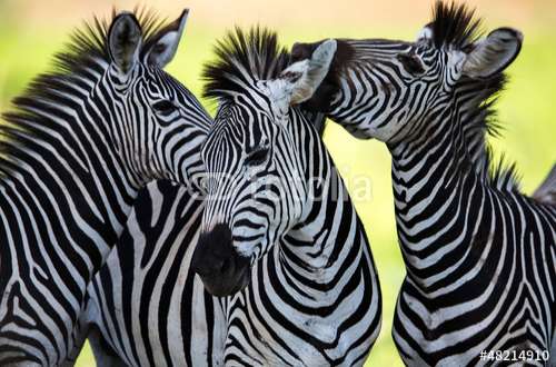 Fototapete Zebra, Motiv: 48214910
