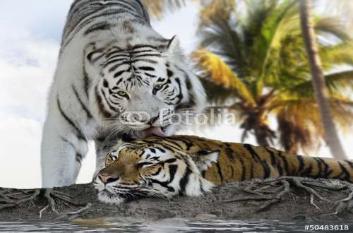 Fototapete Tiger, Motiv: 50483618