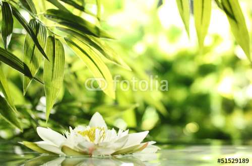 Fototapete Lilien, Motiv: 51529189