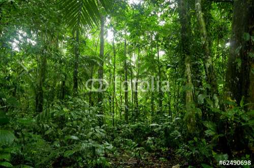 Fototapete Dschungel, Motiv: 62490698
