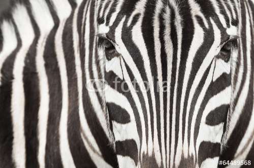 Fototapete Zebra, Motiv: 64489568