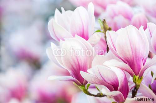 Fototapete Blumen, Motiv: 64511919