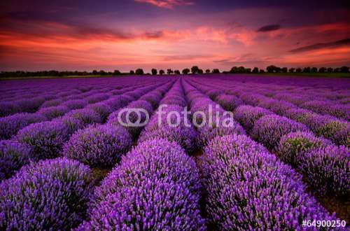 Fototapete Lavendel, Motiv: 64900250