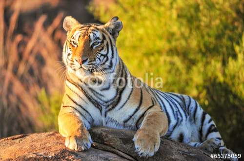 Fototapete Tiger, Motiv: 65375059