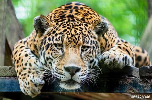 Fototapete Tiger, Motiv: 65728346