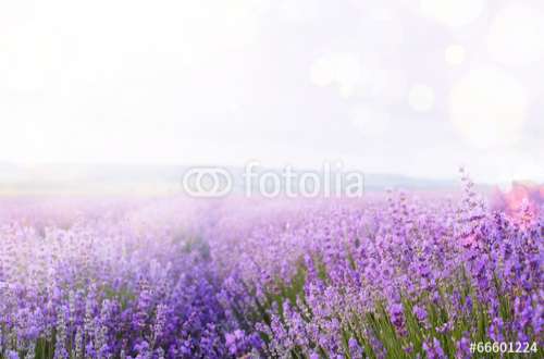 Fototapete Lavendel, Motiv: 66601224