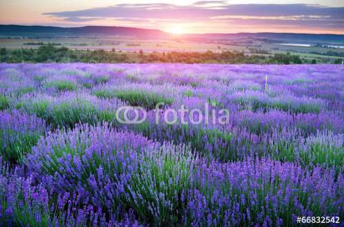 Fototapete Lavendel, Motiv: 66832542