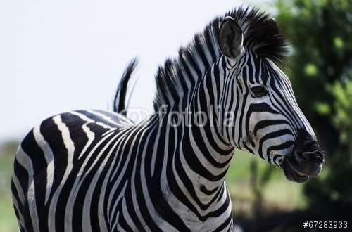 Fototapete Zebra, Motiv: 67283933