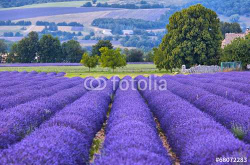 Fototapete Lavendel, Motiv: 68072283