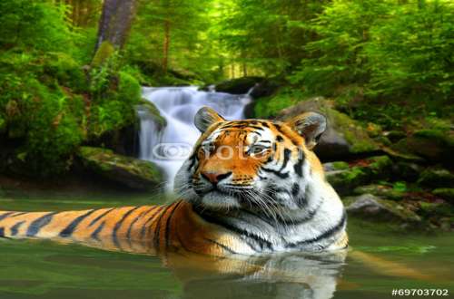 Fototapete Tiger, Motiv: 69703702