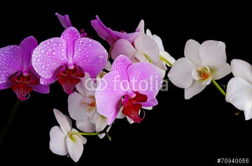 Fototapete Orchideen, Motiv: 70940056