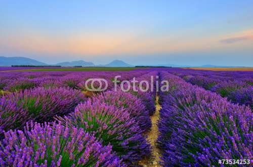 Fototapete Lavendel, Motiv: 73534253