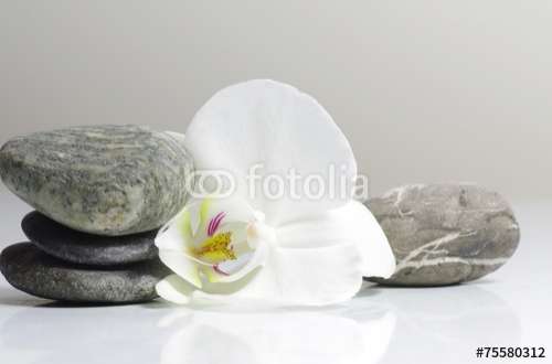 Fototapete Lilien, Motiv: 75580312