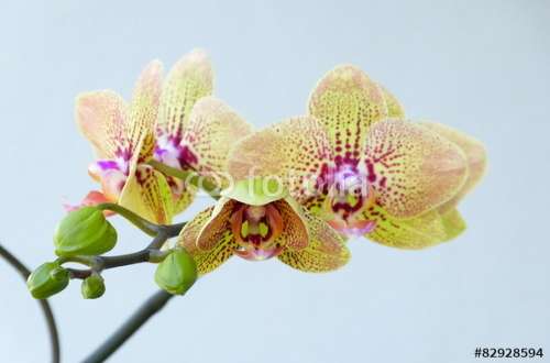 Fototapete Orchideen, Motiv: 82928594