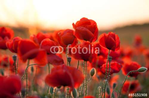 Fototapete Blumen, Motiv: 85151908